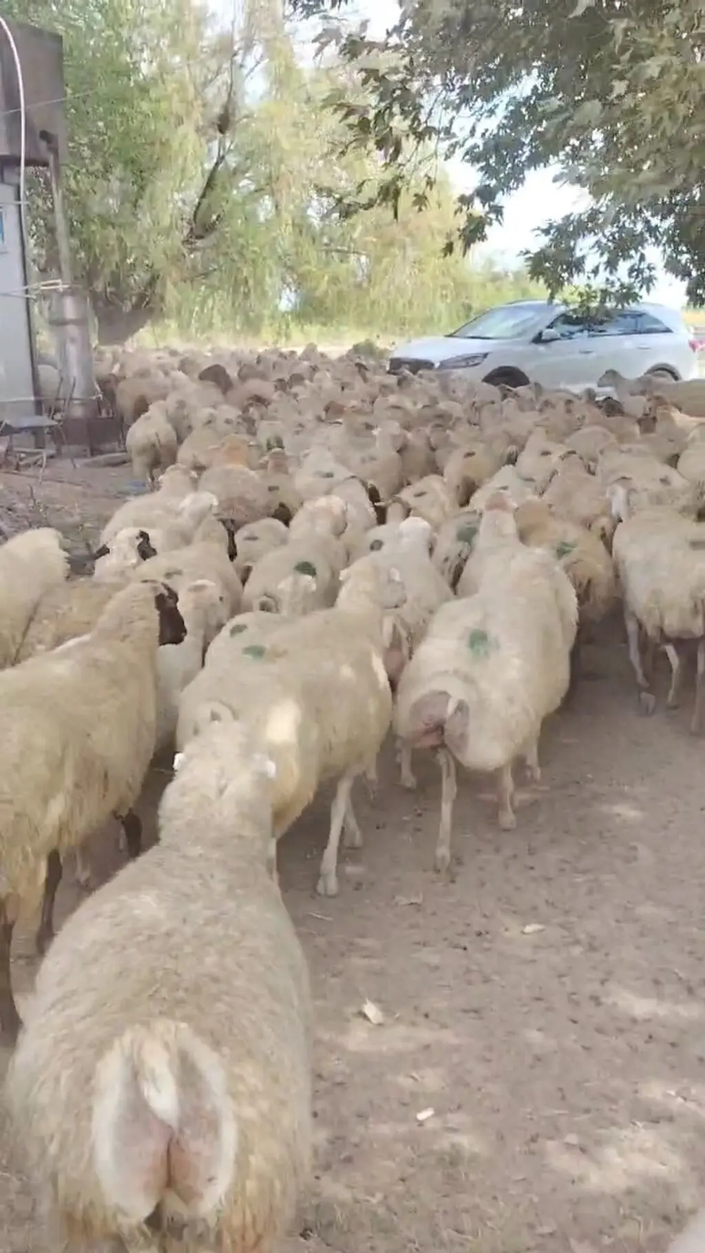 Qoyunlar — Heyvanlar, Quşlar, Balıqlar, Yevlax