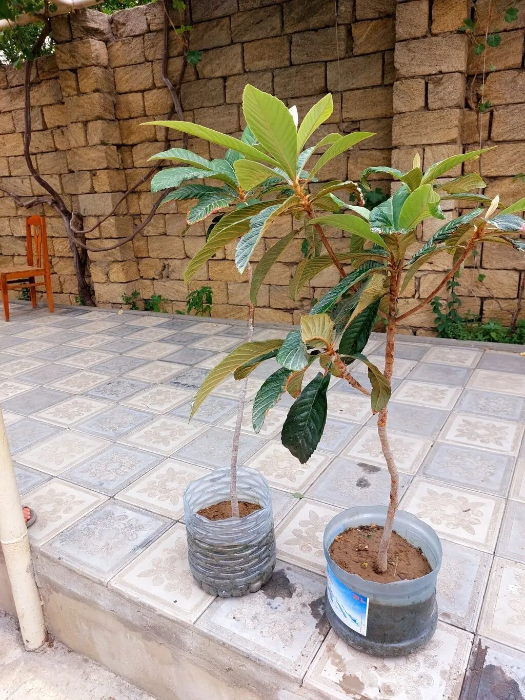 Əzgil tingi — Dənlilər, Otlar Yemlər,  Bitkilər, Bakı