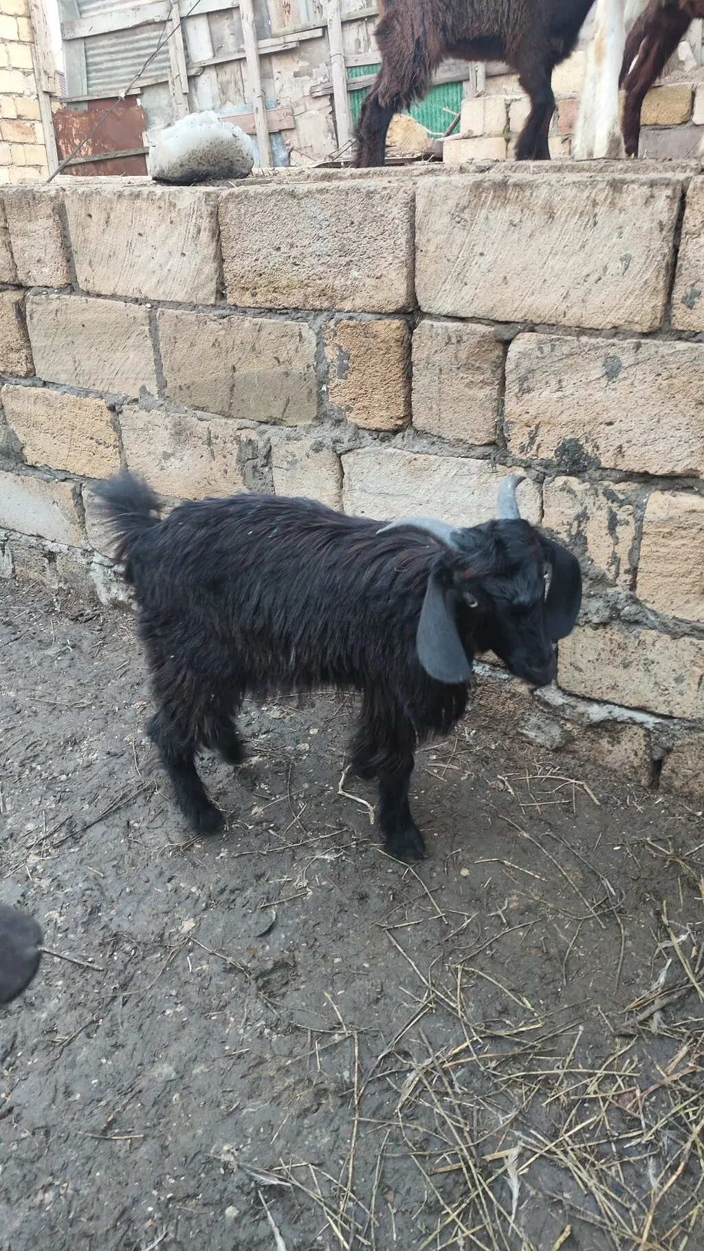 Keçilər — Heyvanlar, Quşlar, Balıqlar, Xırdalan