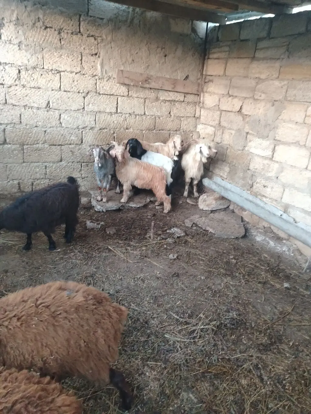 Çəpiş — Heyvanlar, Quşlar, Balıqlar, Xırdalan