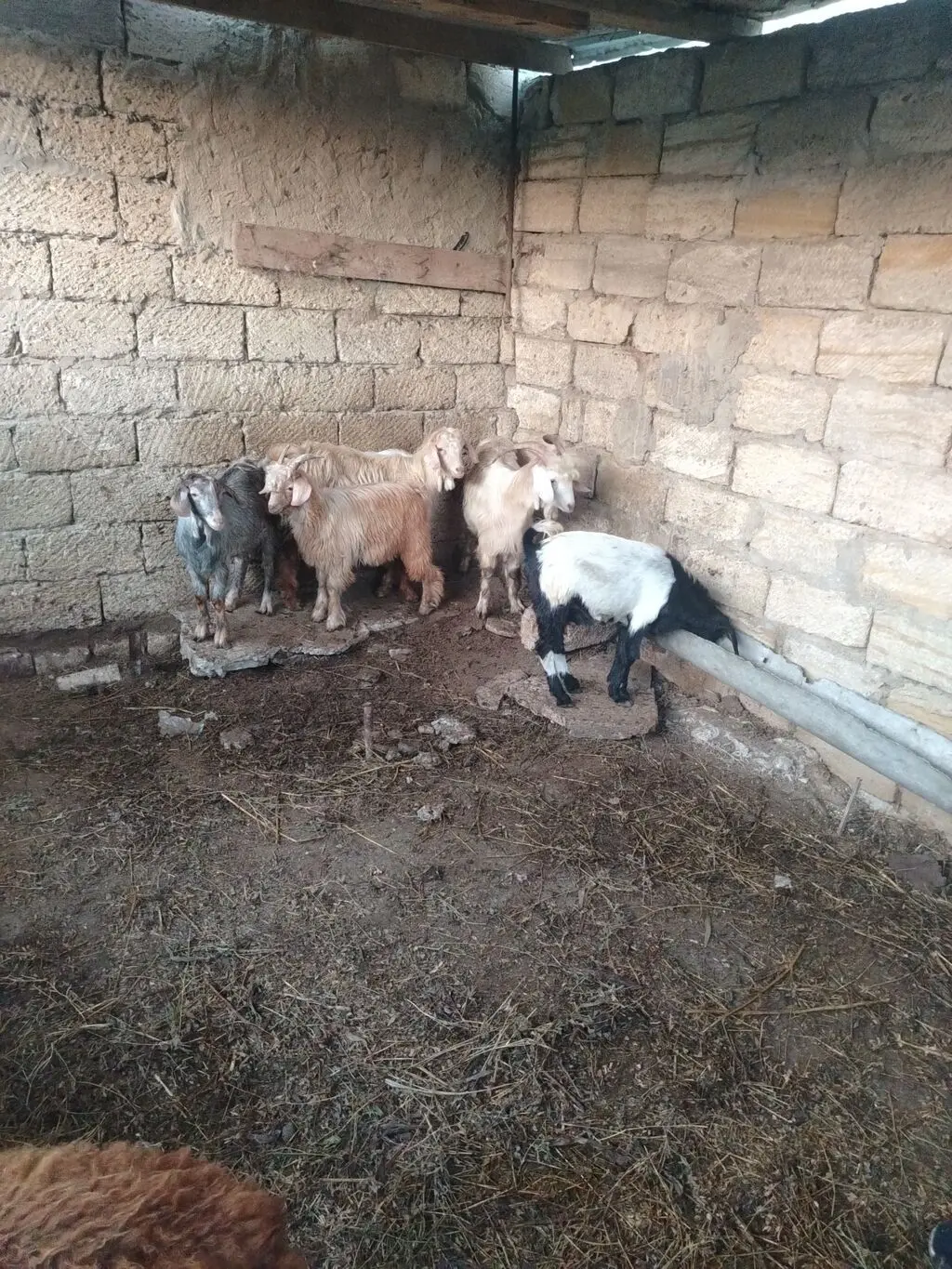 Çəpiş — Heyvanlar, Quşlar, Balıqlar, Xırdalan