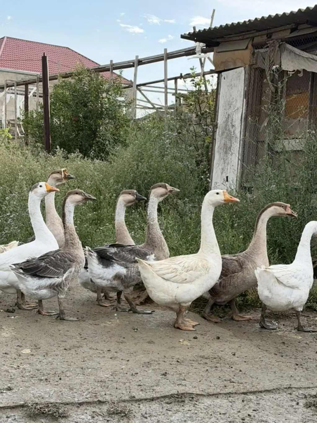 Qazlar — Heyvanlar, Quşlar, Balıqlar, Bakı