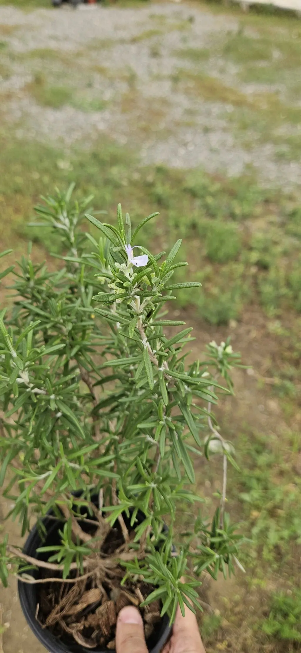 Rozmarin tingi — Dənlilər, Otlar Yemlər,  Bitkilər, Bakı