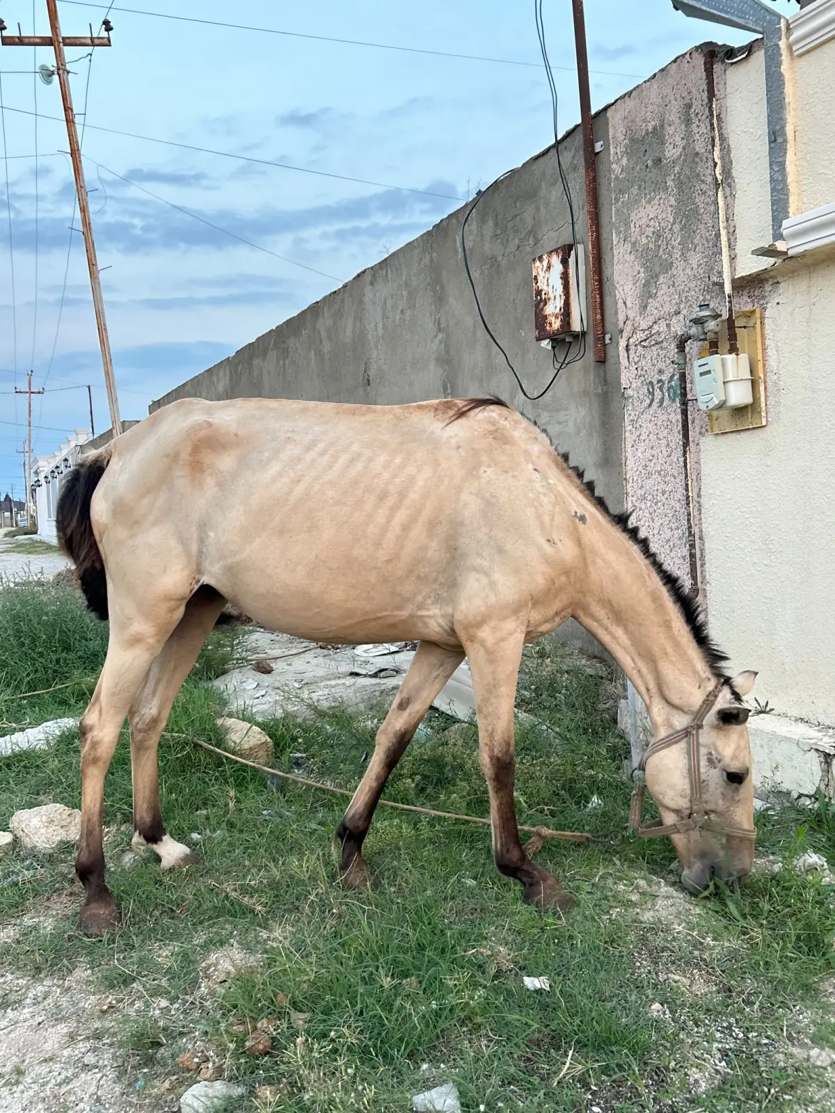 At — Heyvanlar, Quşlar, Balıqlar, Bakı