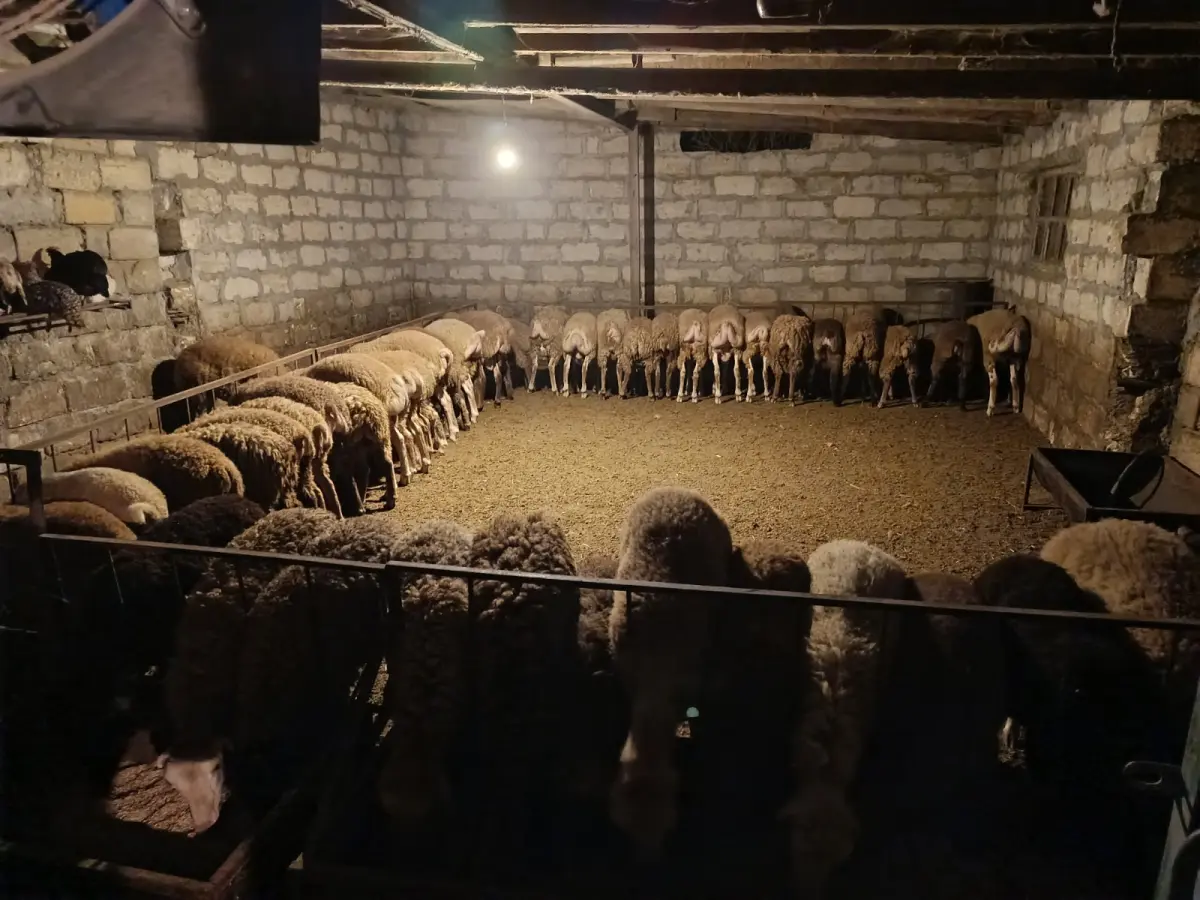 Quzular — Heyvanlar, Quşlar, Balıqlar, Yevlax