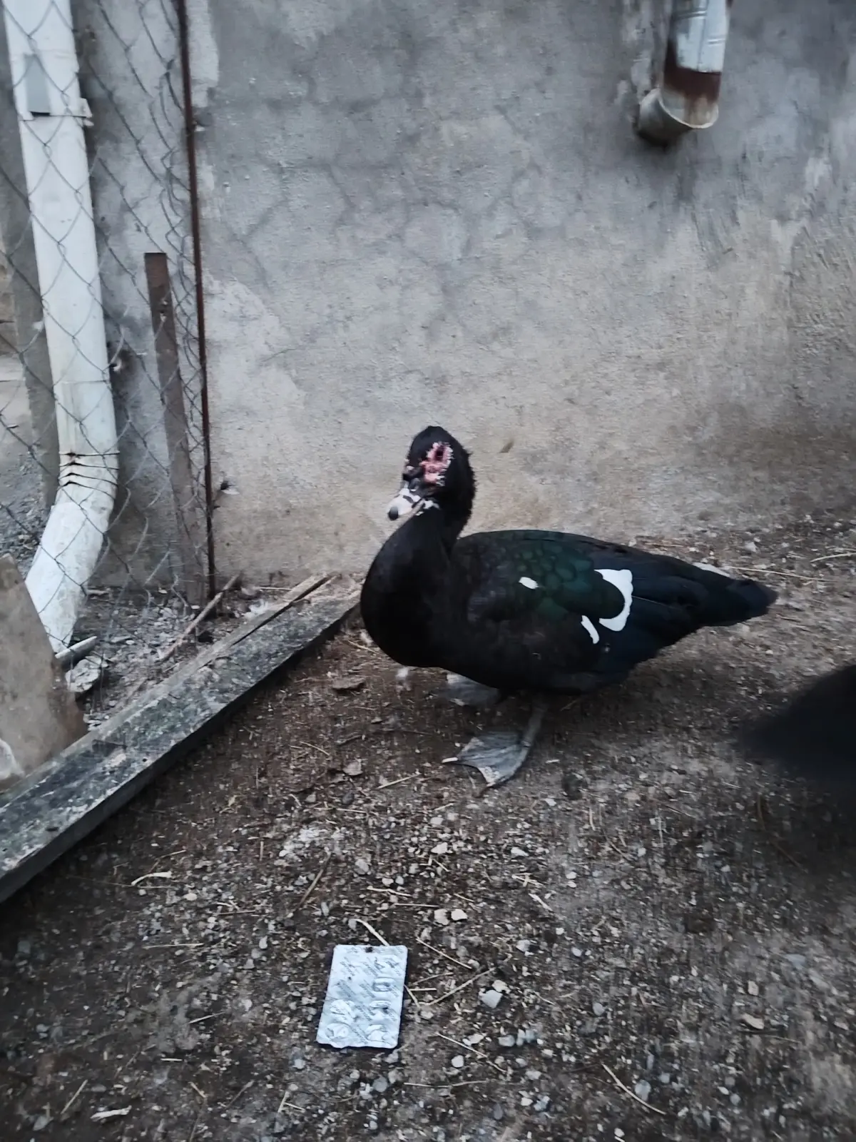 Ördək əti — Heyvanlar, Quşlar, Balıqlar, Lənkəran
