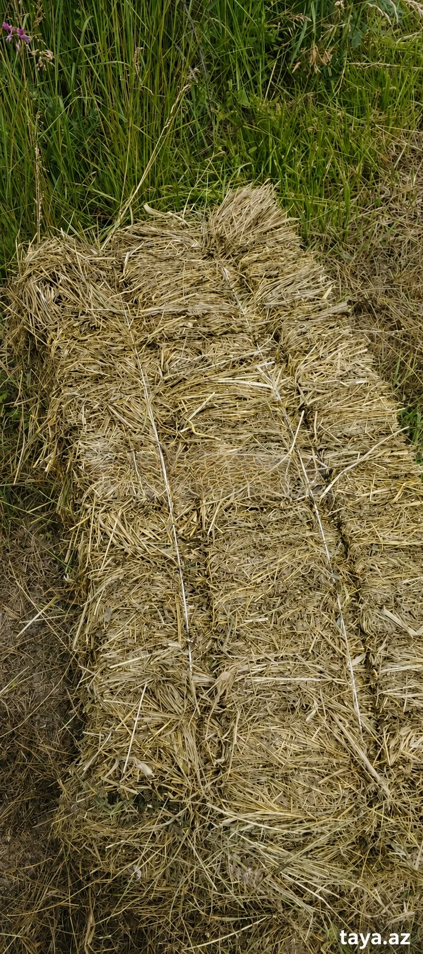 Ot — Dənlilər, Otlar Yemlər,  Bitkilər, Xudat