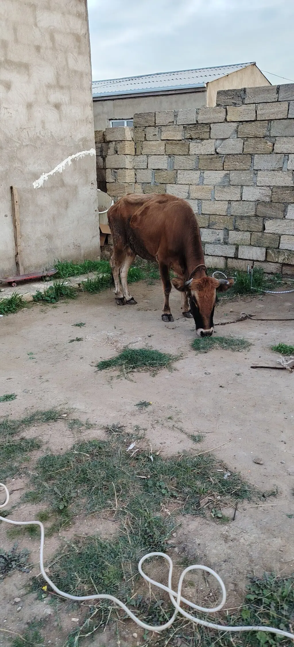 İnək — Heyvanlar, Quşlar, Balıqlar, Xırdalan