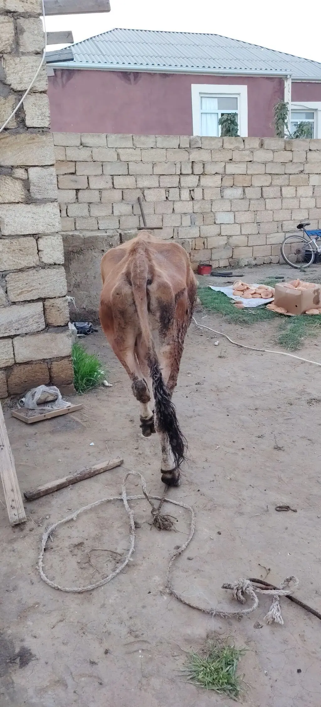 İnək — Heyvanlar, Quşlar, Balıqlar, Xırdalan