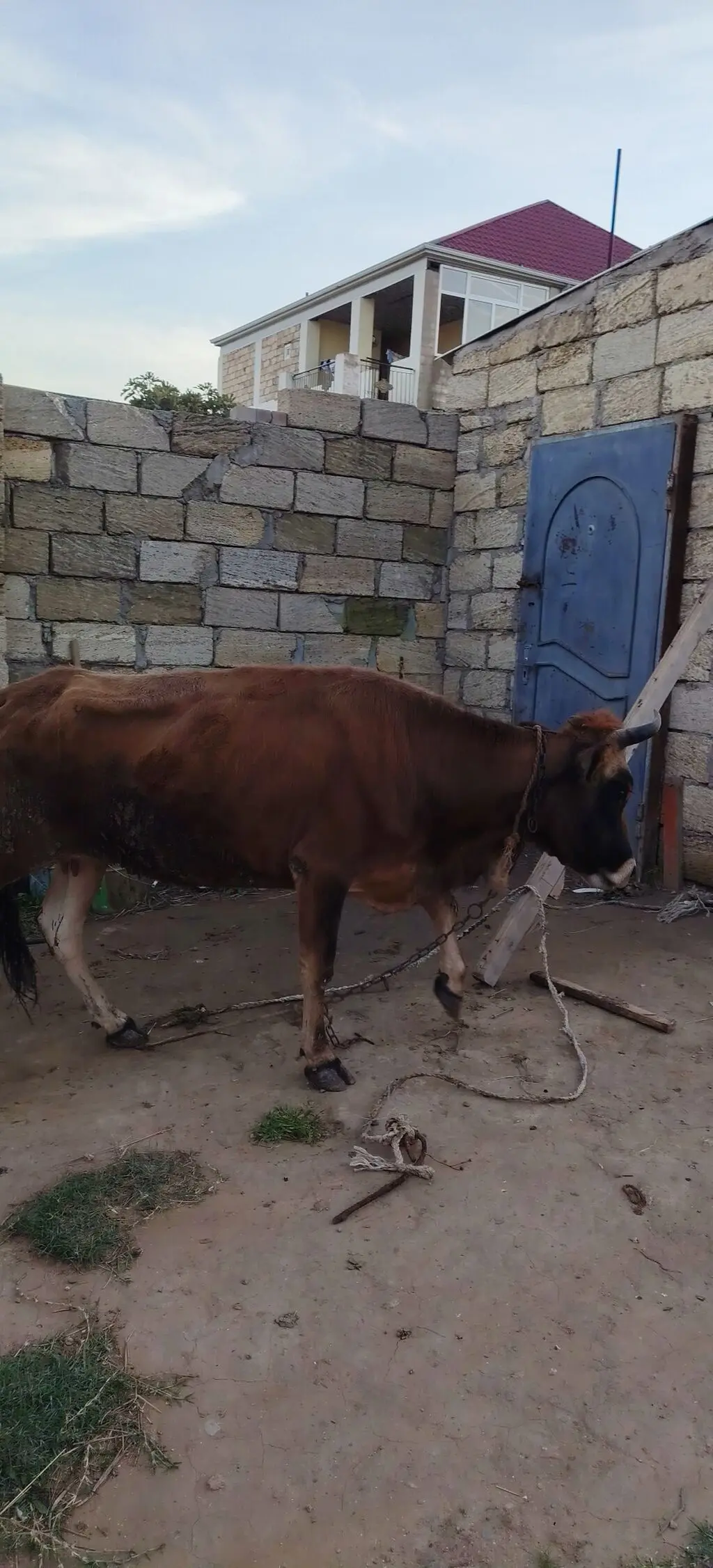 İnək — Heyvanlar, Quşlar, Balıqlar, Xırdalan