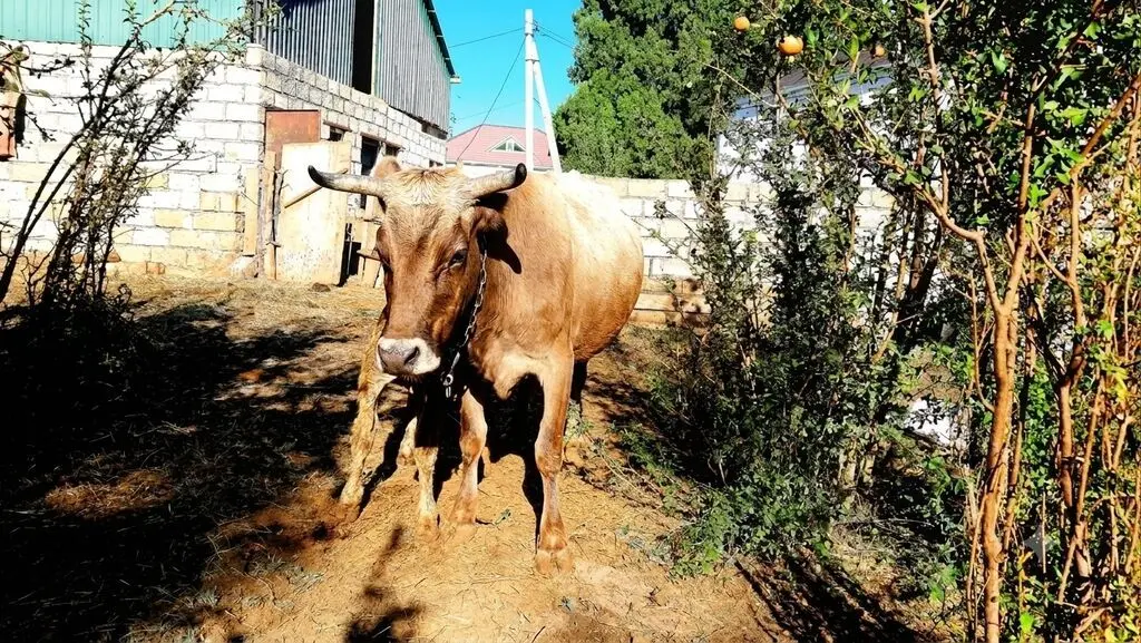 İnək — Heyvanlar, Quşlar, Balıqlar, Bərdə