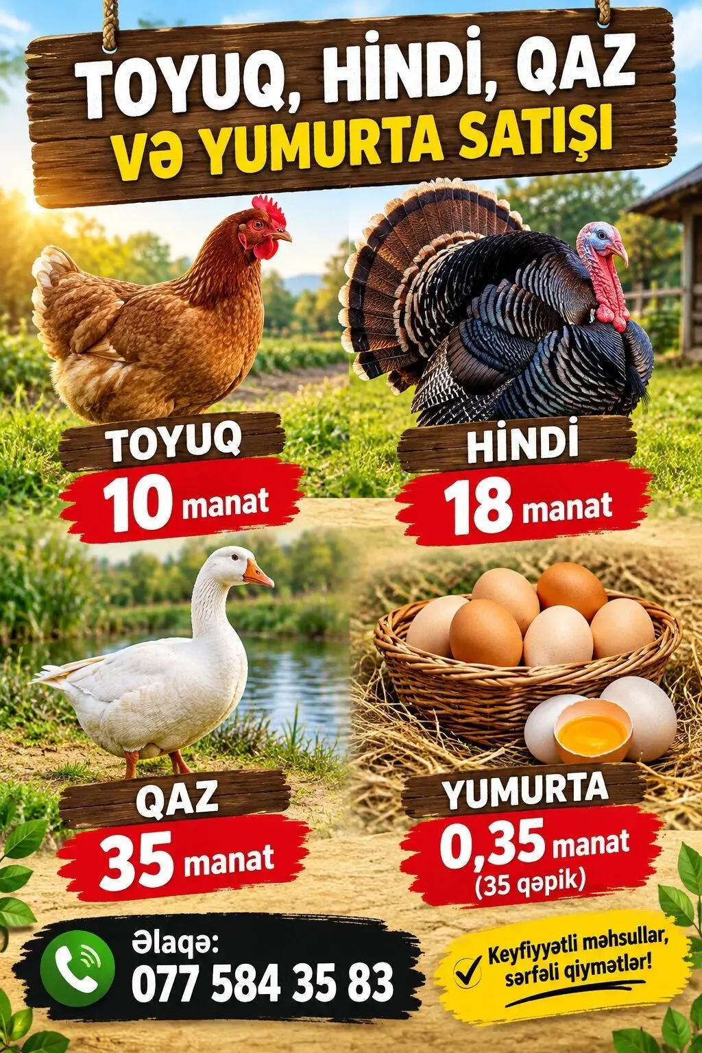 Toyuqlar — Heyvanlar, Quşlar, Balıqlar, Bakı