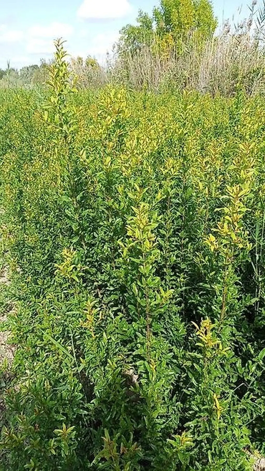 Nar tingi — Dənlilər, Otlar Yemlər,  Bitkilər, Bakı