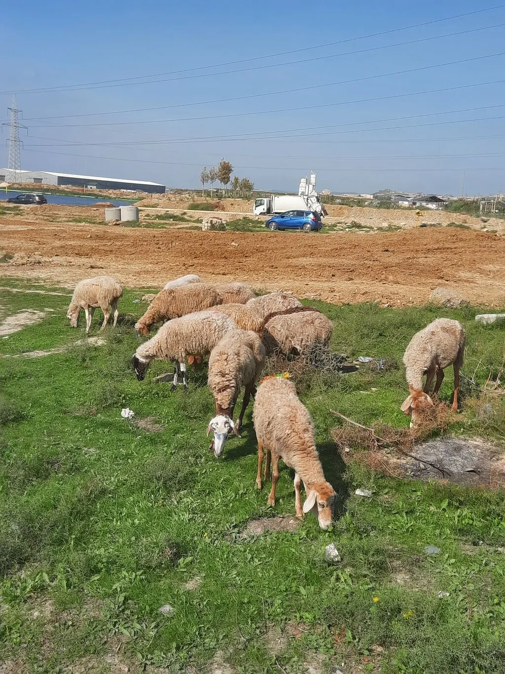Qoyunlar — Heyvanlar, Quşlar, Balıqlar, Bakı