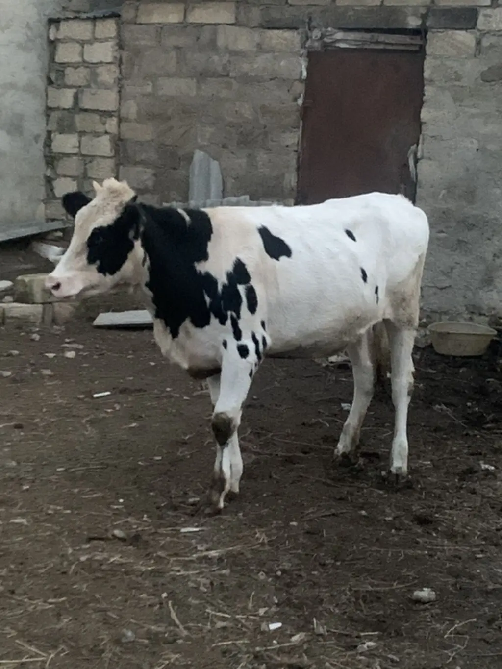 İnək — Heyvanlar, Quşlar, Balıqlar, Bakı