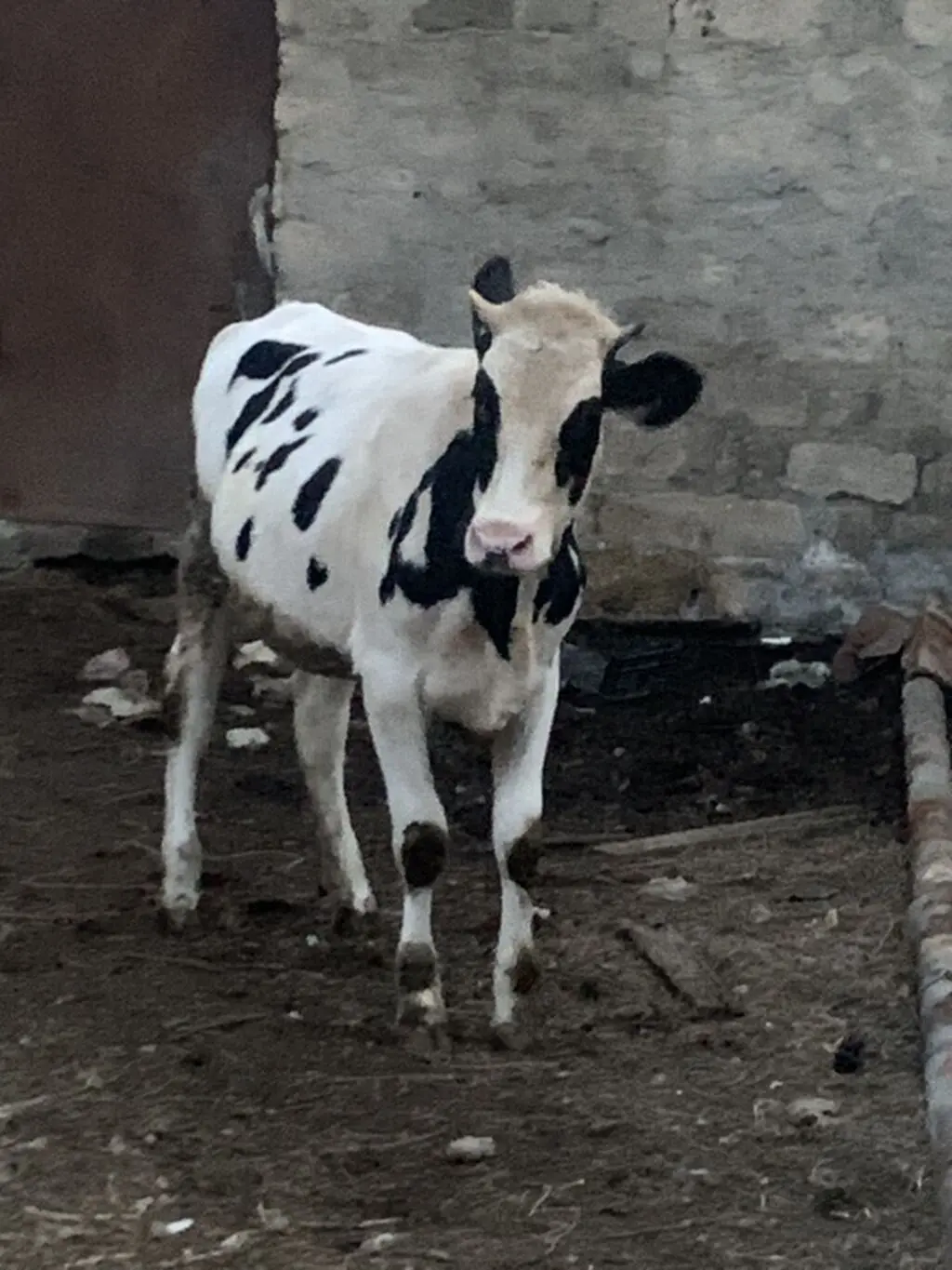 İnək — Heyvanlar, Quşlar, Balıqlar, Bakı