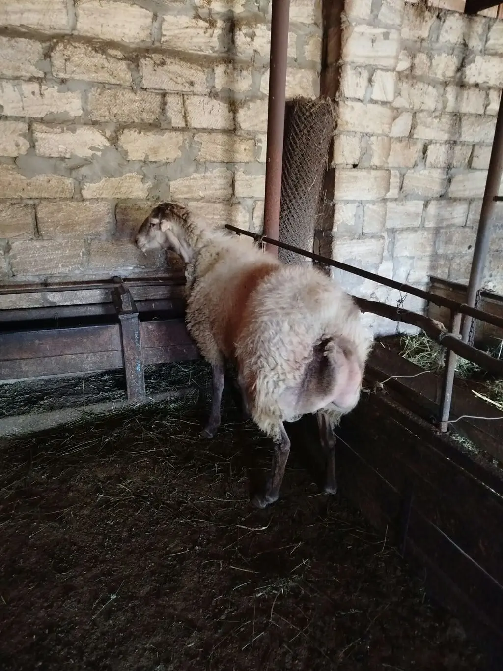 Qoyun — Heyvanlar, Quşlar, Balıqlar, Şəki