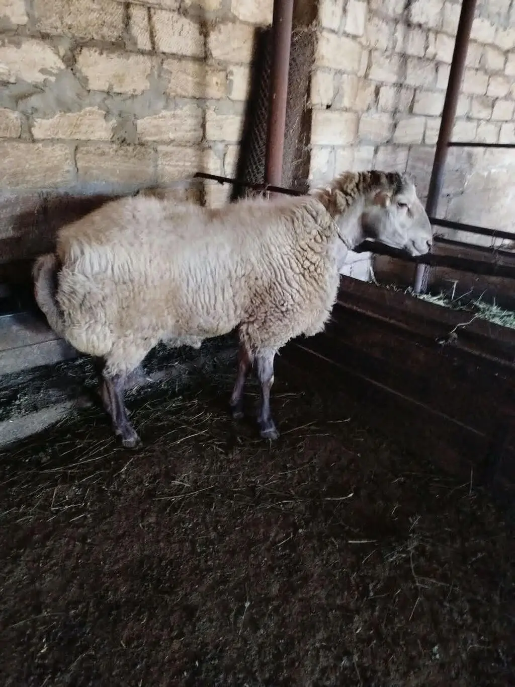 Qoyun — Heyvanlar, Quşlar, Balıqlar, Şəki