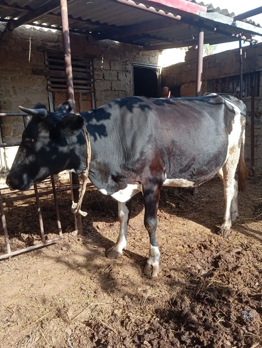 Balalı inək — Heyvanlar, Quşlar, Balıqlar, Bakı