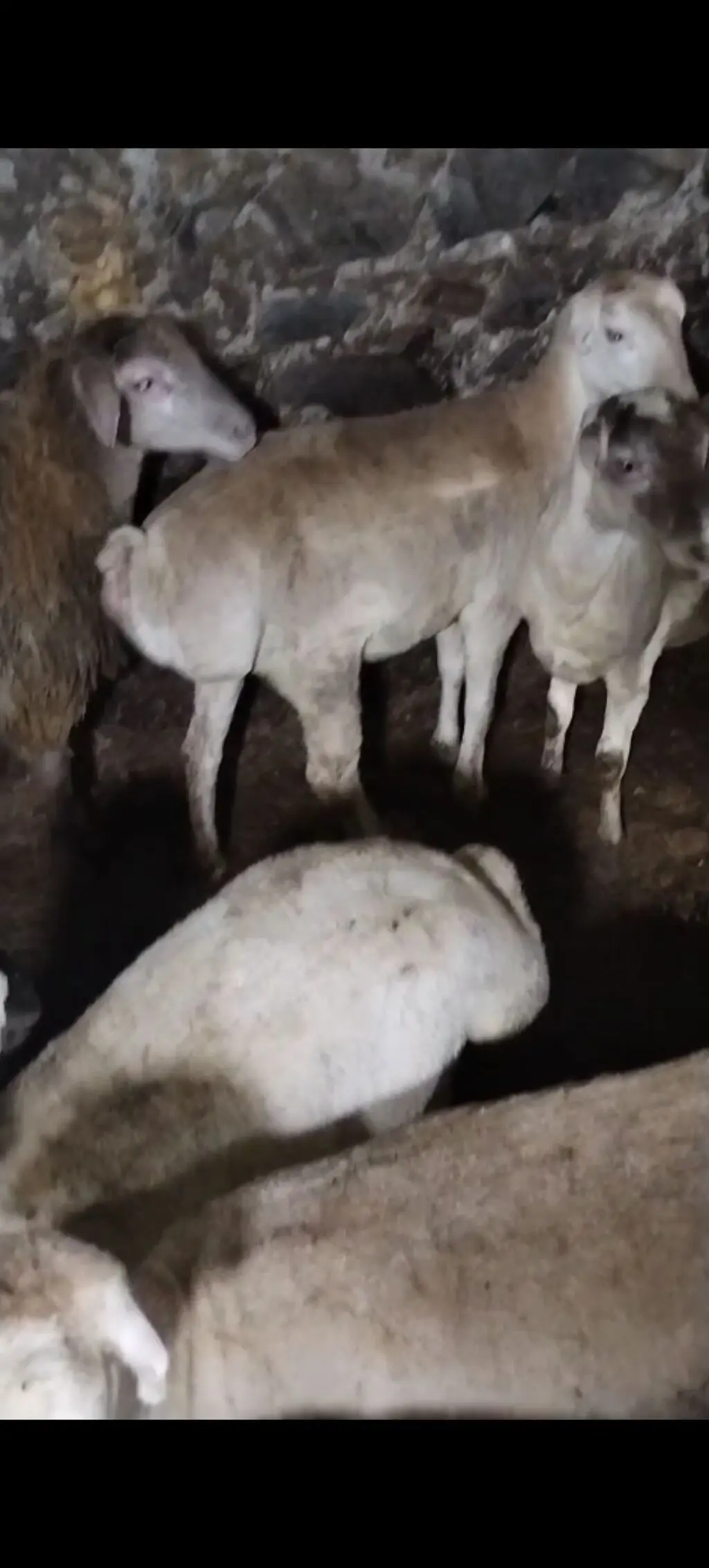 Quzular — Heyvanlar, Quşlar, Balıqlar, Oğuz