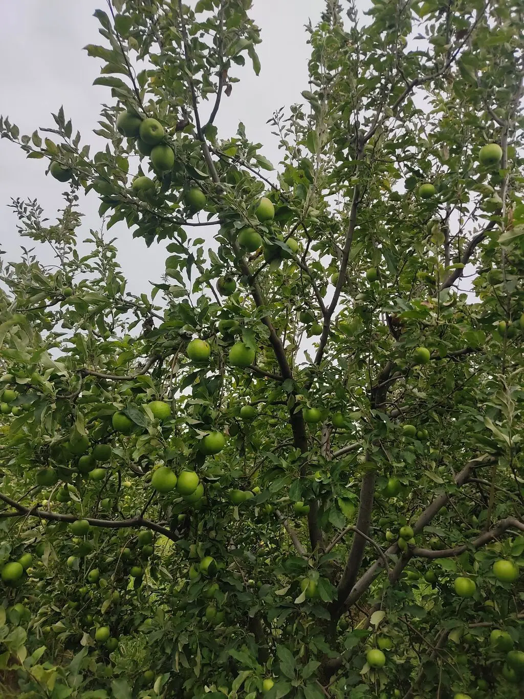 Apple — Fruits and Berries, Gusar