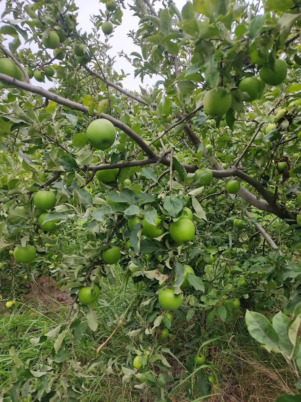 Apple — Fruits and Berries, Gusar