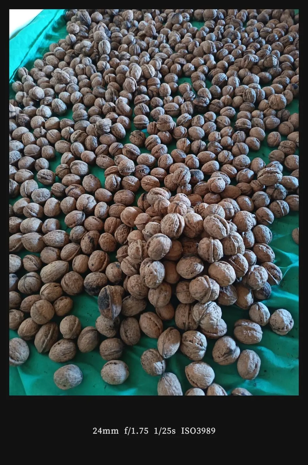 Walnut — Fruits and Berries, Ismayilli