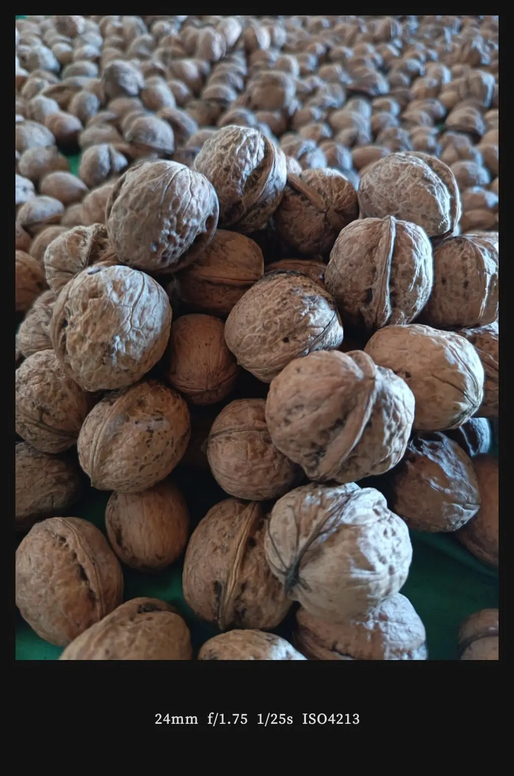 Walnut — Fruits and Berries, Ismayilli