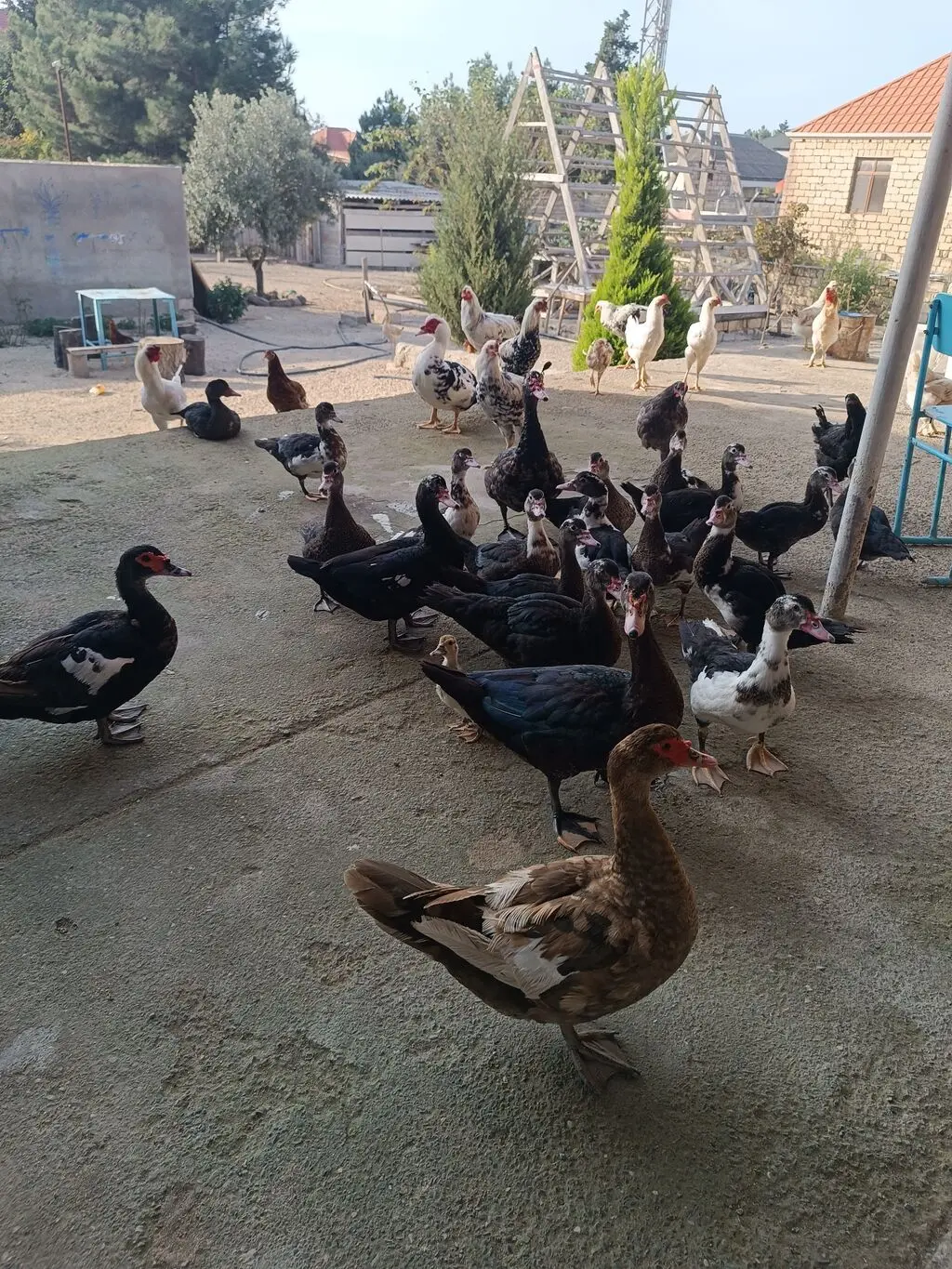Ördəklər — Heyvanlar, Quşlar, Balıqlar, Bakı