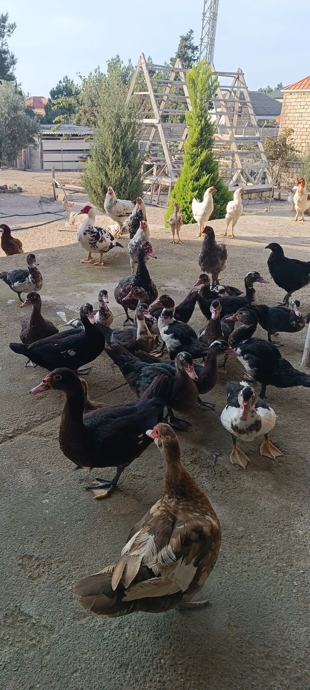 Ördəklər — Heyvanlar, Quşlar, Balıqlar, Bakı