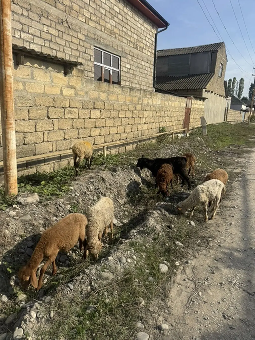 Qoyunlar — Heyvanlar, Quşlar, Balıqlar, Quba