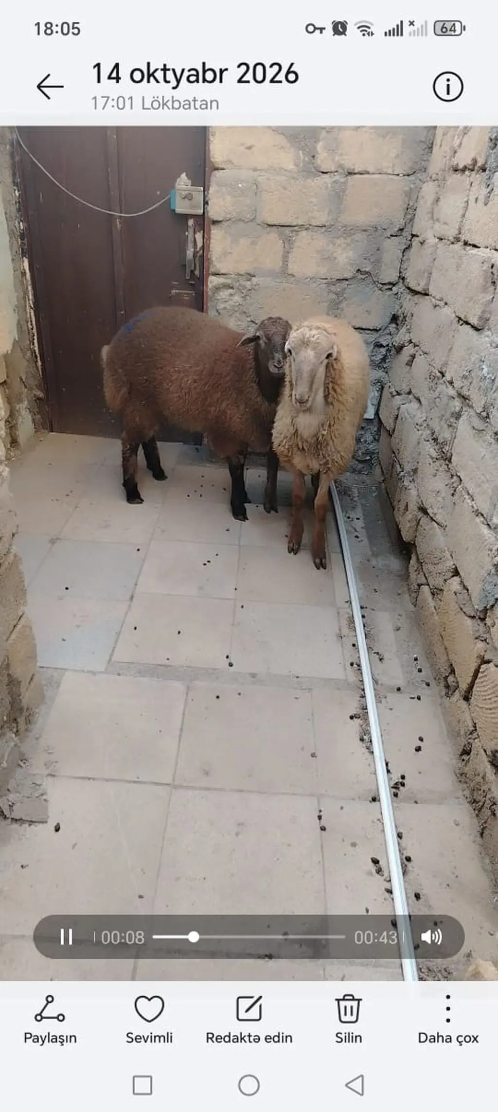 Quzular — Heyvanlar, Quşlar, Balıqlar, Bakı