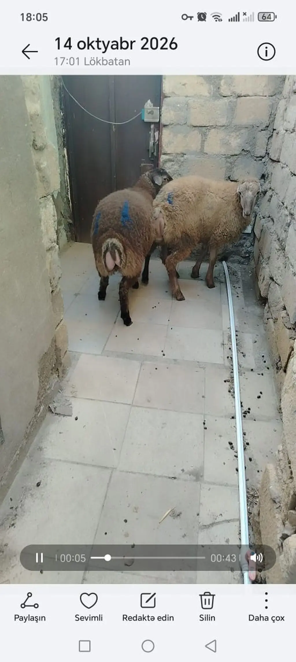 Quzular — Heyvanlar, Quşlar, Balıqlar, Bakı