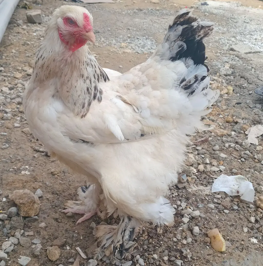 Toyuqlar — Heyvanlar, Quşlar, Balıqlar, Xırdalan
