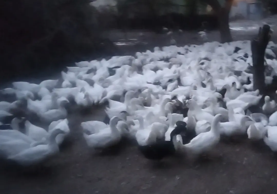 Ördəklər — Heyvanlar, Quşlar, Balıqlar, Bakı