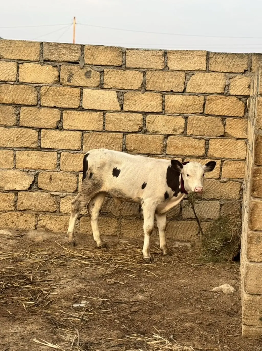 Dana — Heyvanlar, Quşlar, Balıqlar, Sumqayıt
