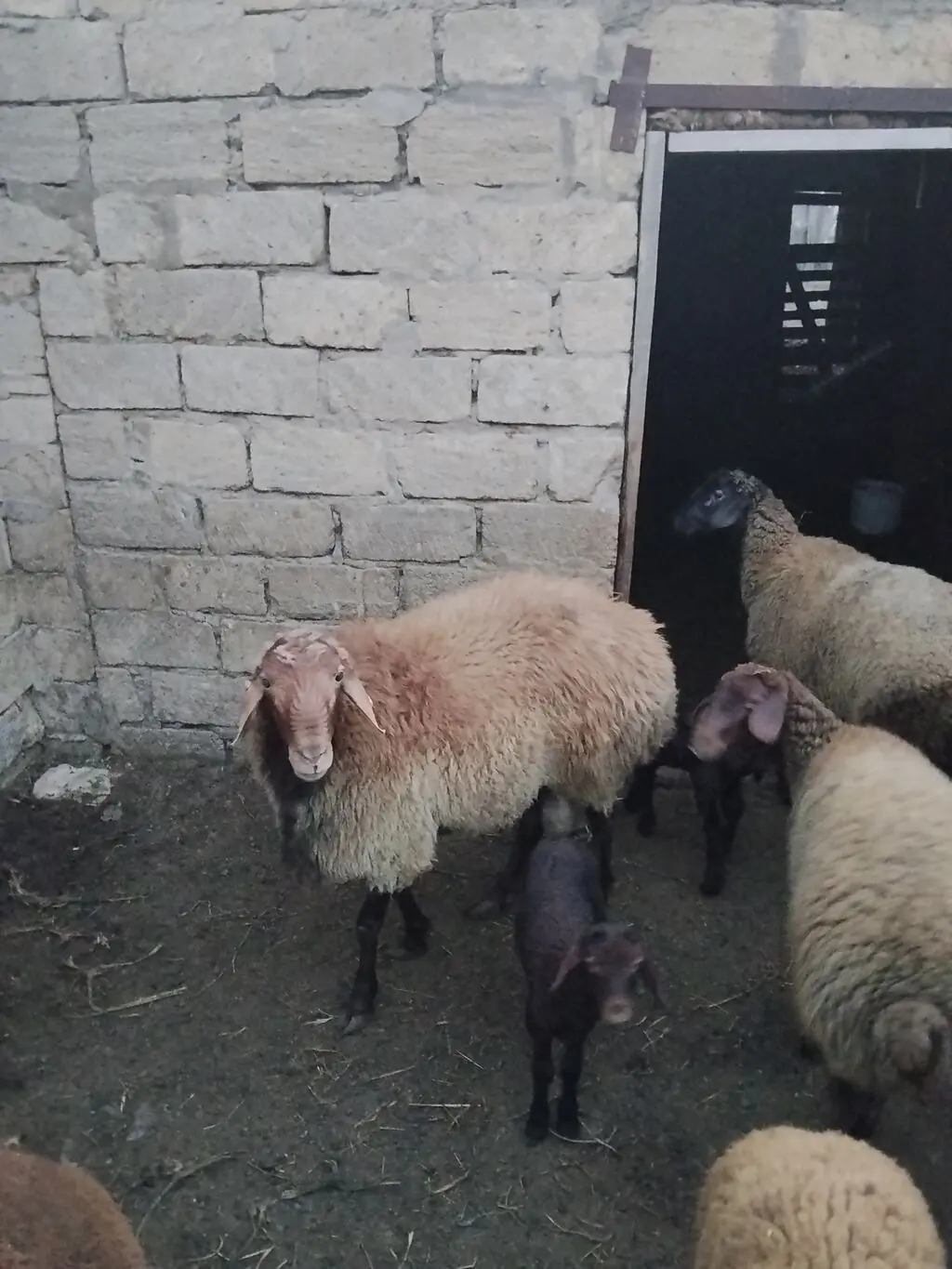 Qoyun — Heyvanlar, Quşlar, Balıqlar, Bakı