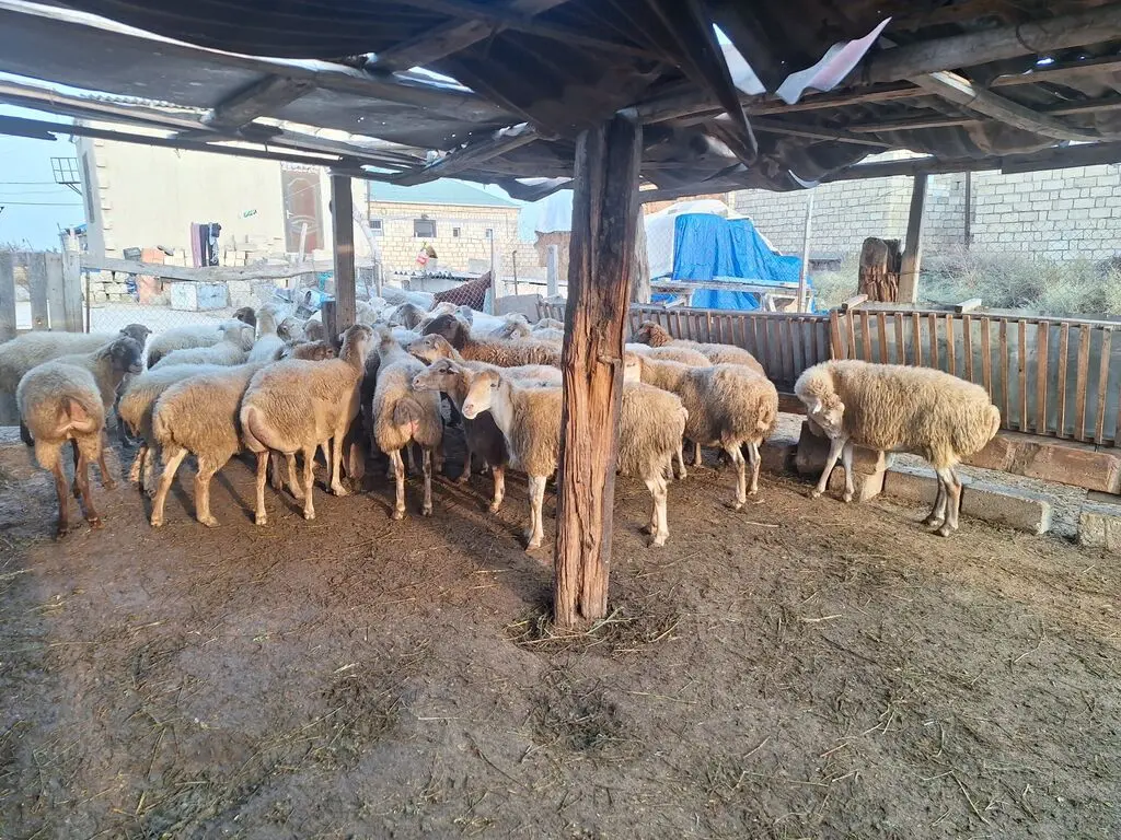 Qoyunlar — Heyvanlar, Quşlar, Balıqlar, Sumqayıt