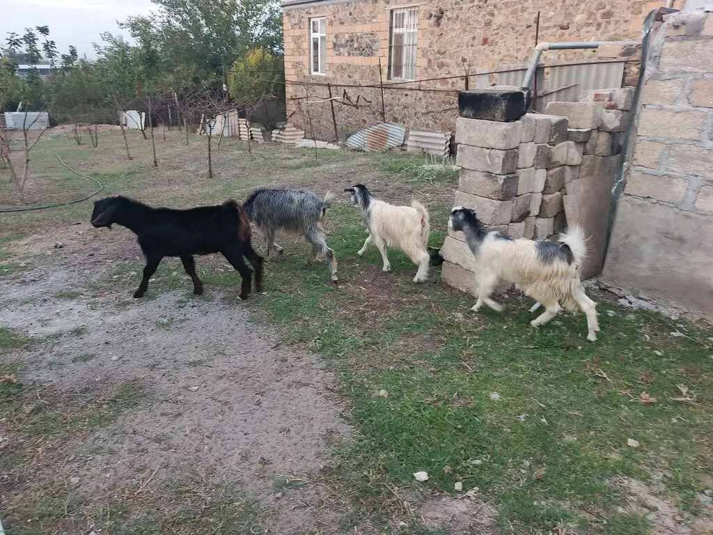 Keçilər — Heyvanlar, Quşlar, Balıqlar, Gəncə