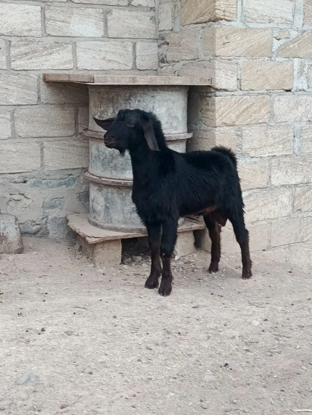 Keçilər — Heyvanlar, Quşlar, Balıqlar, Gəncə