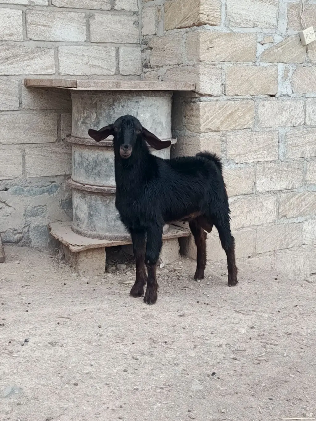 Keçilər — Heyvanlar, Quşlar, Balıqlar, Gəncə