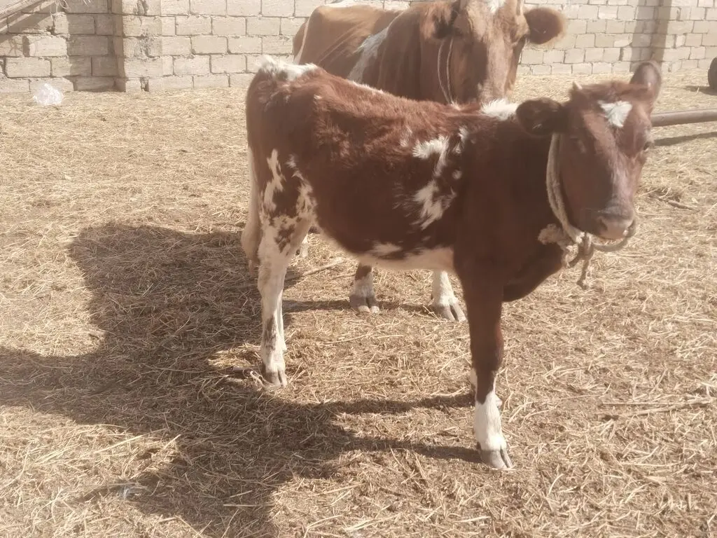 Balalı inək — Heyvanlar, Quşlar, Balıqlar, Bakı