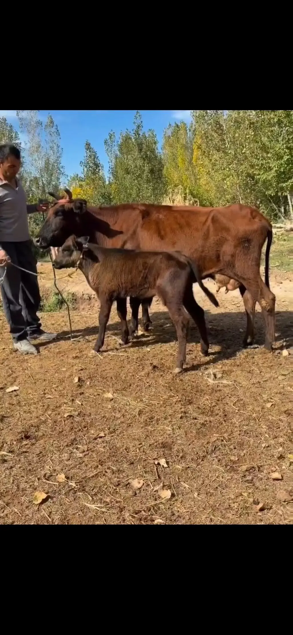 Balalı inək — Heyvanlar, Quşlar, Balıqlar, Quba