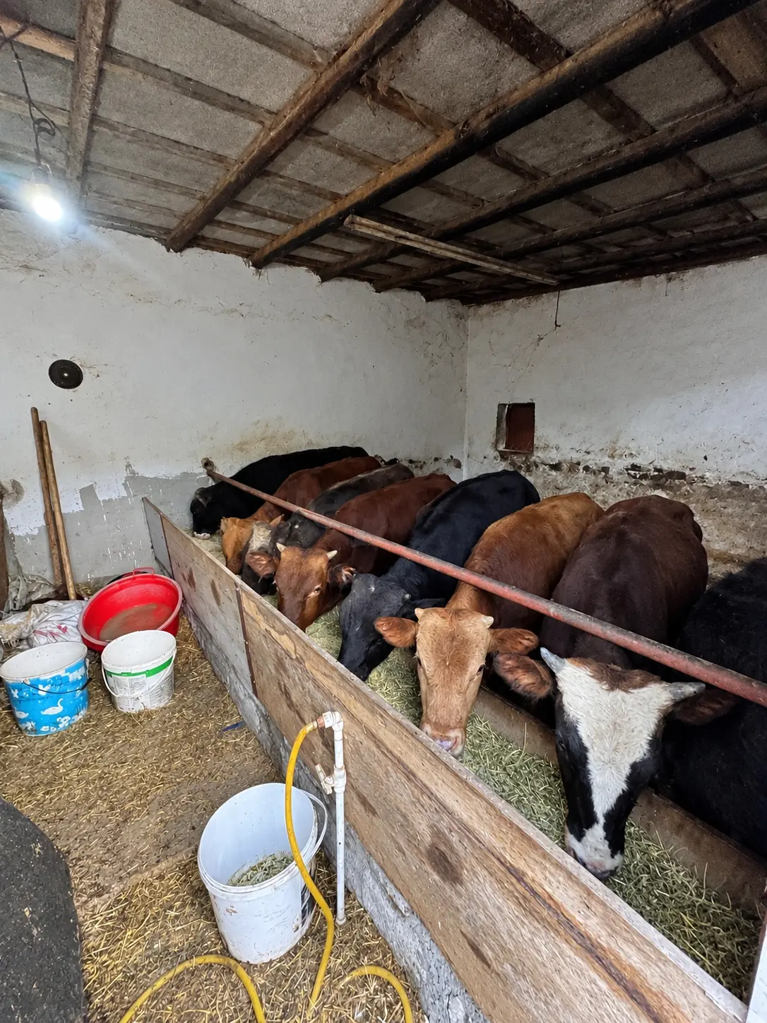 Danalar — Heyvanlar, Quşlar, Balıqlar, Bakı