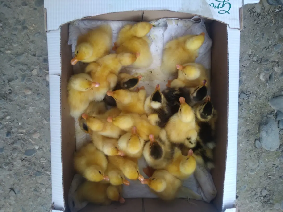 Ördək balası — Heyvanlar, Quşlar, Balıqlar, Xaçmaz