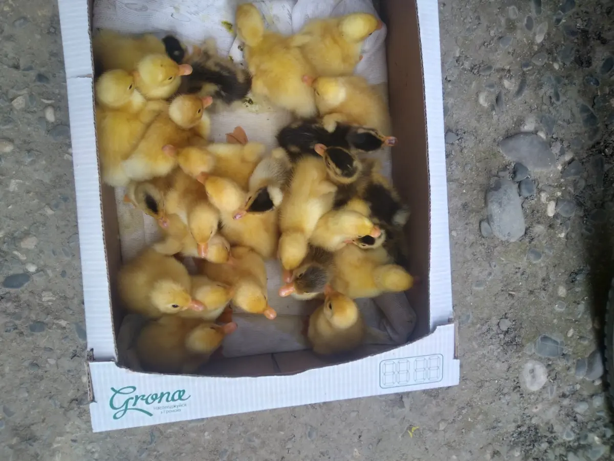 Ördək balası — Heyvanlar, Quşlar, Balıqlar, Xaçmaz