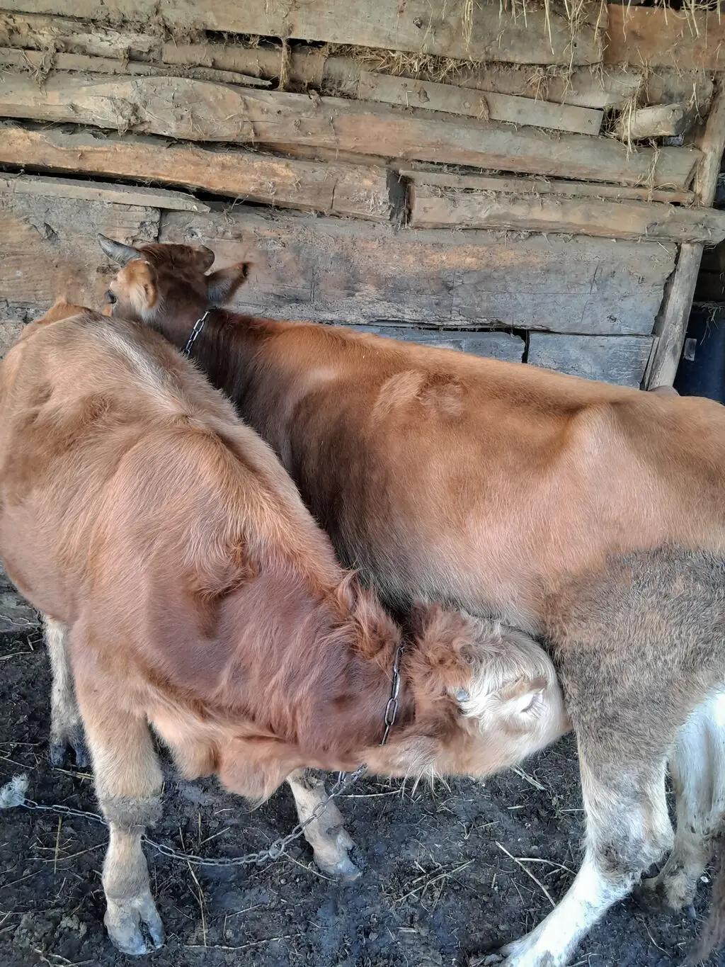 Balalı inək — Heyvanlar, Quşlar, Balıqlar, Qax