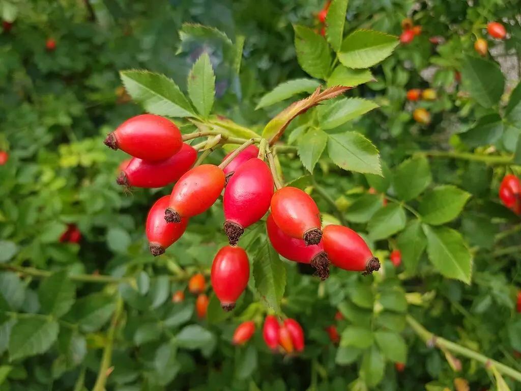 Rosehip — Fruits and Berries, Khirdalan
