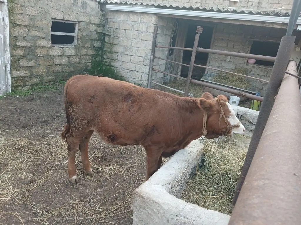 İnək — Heyvanlar, Quşlar, Balıqlar, Bakı