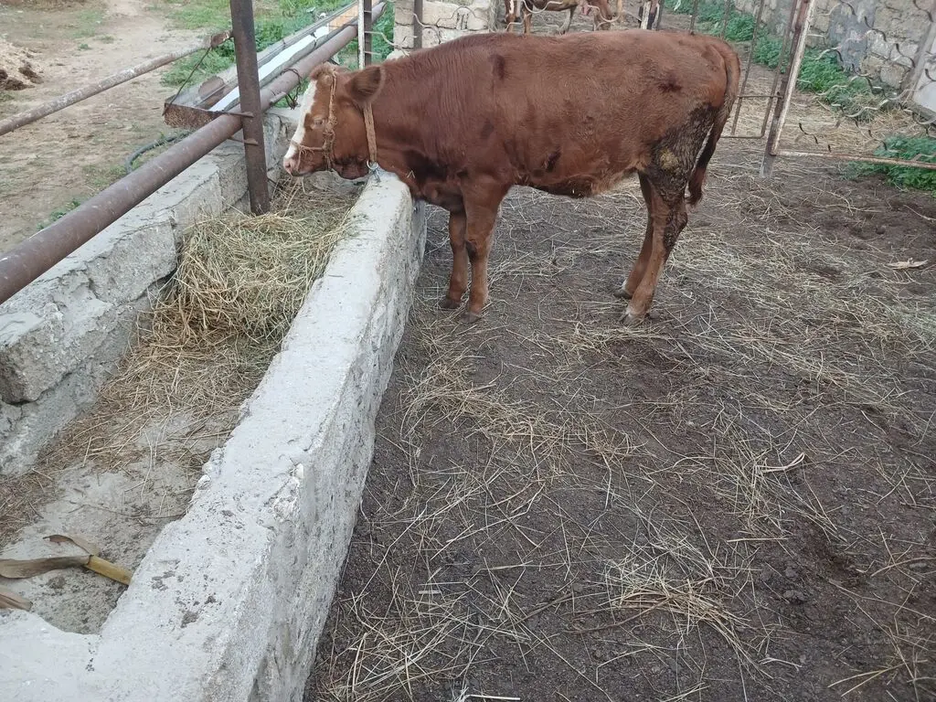 İnək — Heyvanlar, Quşlar, Balıqlar, Bakı